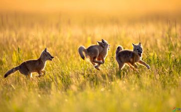 小学生追逐梦想演讲稿5篇