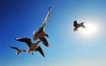 爱和自由作文优秀7篇